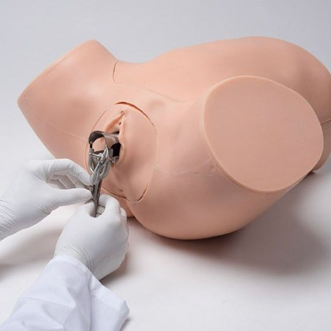 Adult-sized lower torso gynecological