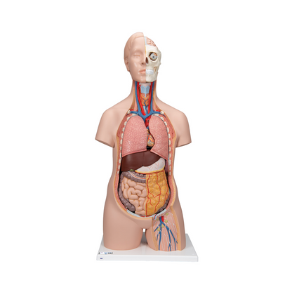 Modelo Básico de esqueleto humano School Set 3B Scientific