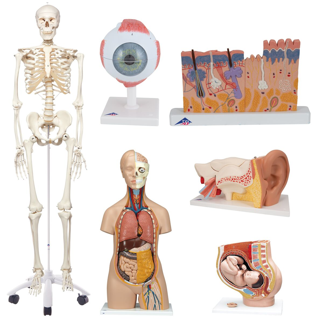 Modelo Básico de esqueleto humano School Set 3B Scientific