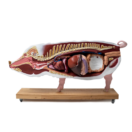 Pig educational model, 20 parts, 1/2 life size