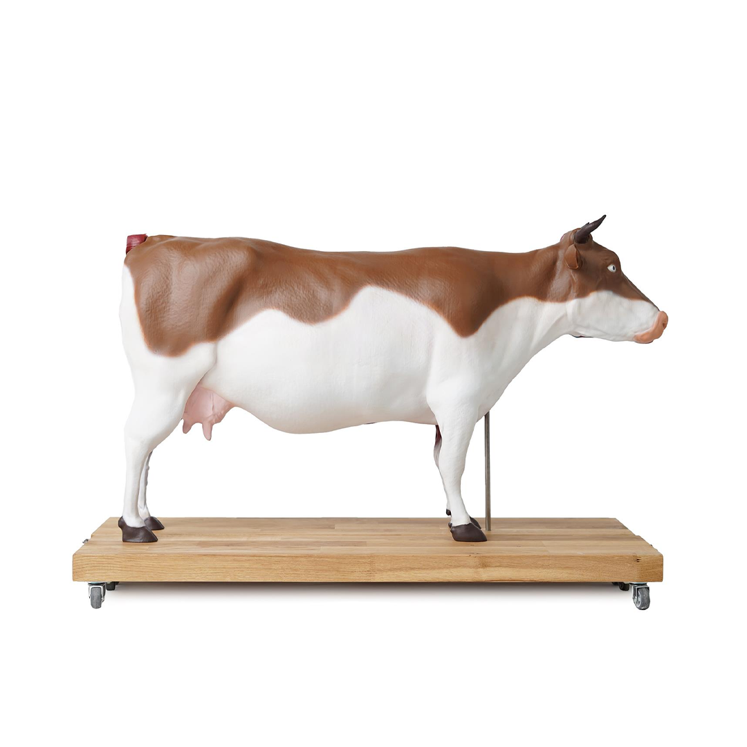 Bovine model, 15 parts, 1/3 life size