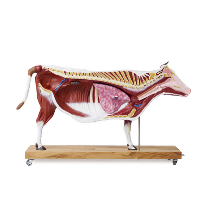 Bovine model, 15 parts, 1/3 life size