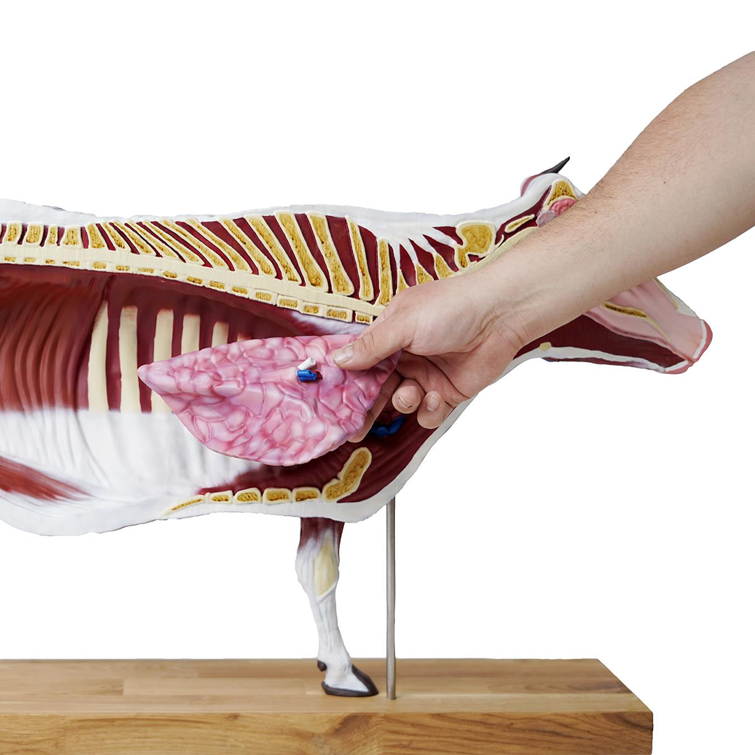 Bovine model, 15 parts, 1/3 life size