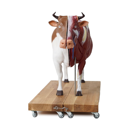 Bovine model, 15 parts, 1/3 life size