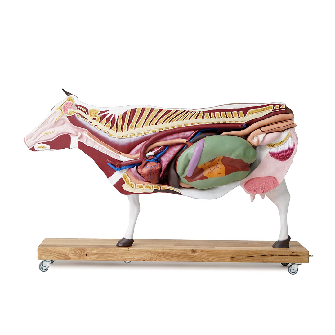 Bovine model, 15 parts, 1/3 life size