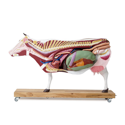 Bovine model, 15 parts, 1/3 life size