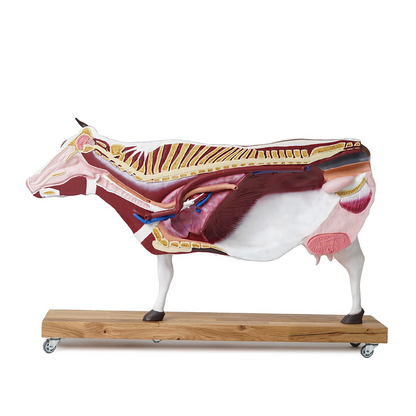 Bovine model, 15 parts, 1/3 life size