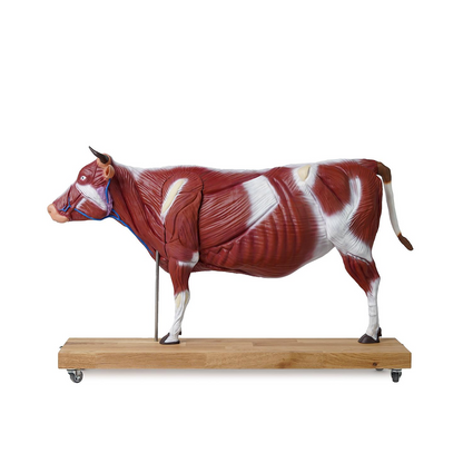 Bovine model, 15 parts, 1/3 life size