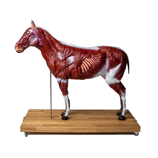 Horse model (mare), 16 parts, 1/3 life size