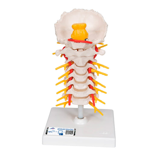 Columna cervical