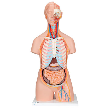 Torso clásico asexuado con espalda abierta, 21 partes