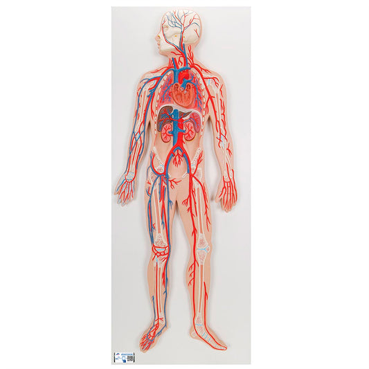 Sistema circulatorio humano